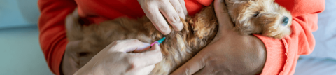 Puppy Flea Treatment, Control & Prevention - NexGard